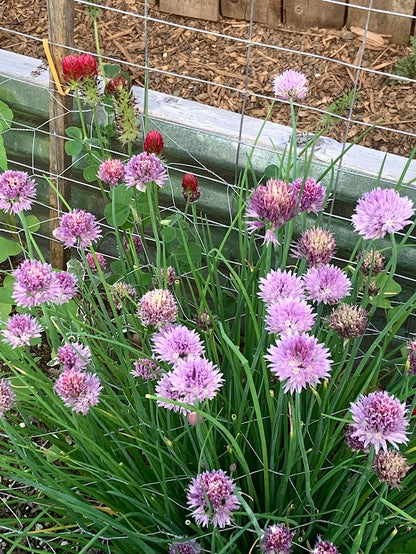 Chives, Common