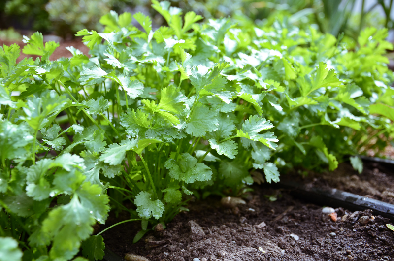 A lush green cilantro plant growing in soil with visible leaves and stems.
