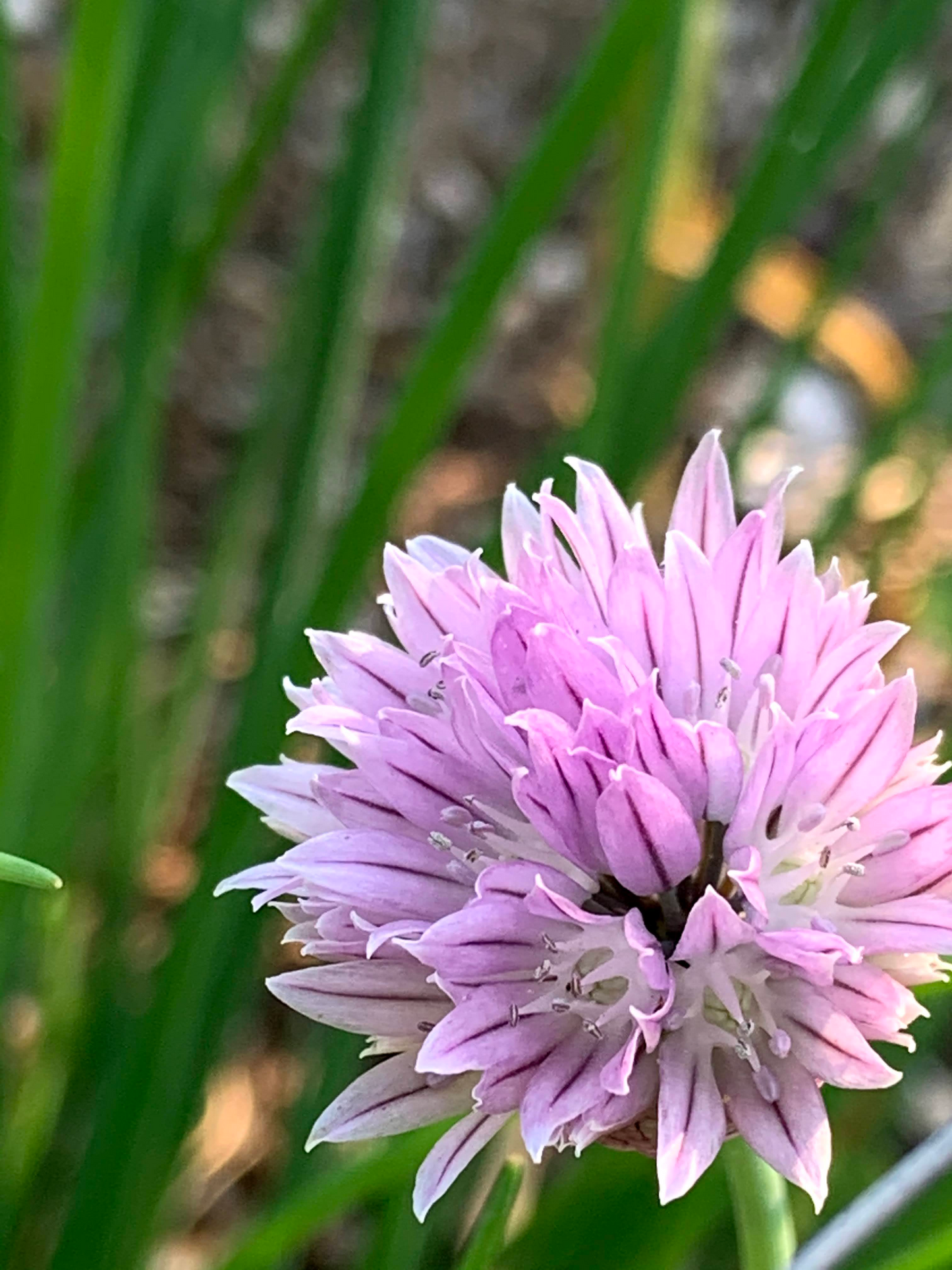 Chives, Common