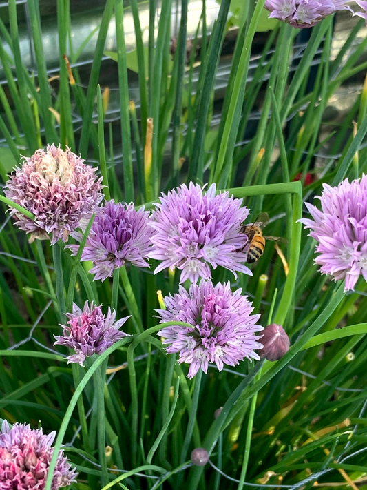 Chives, Common