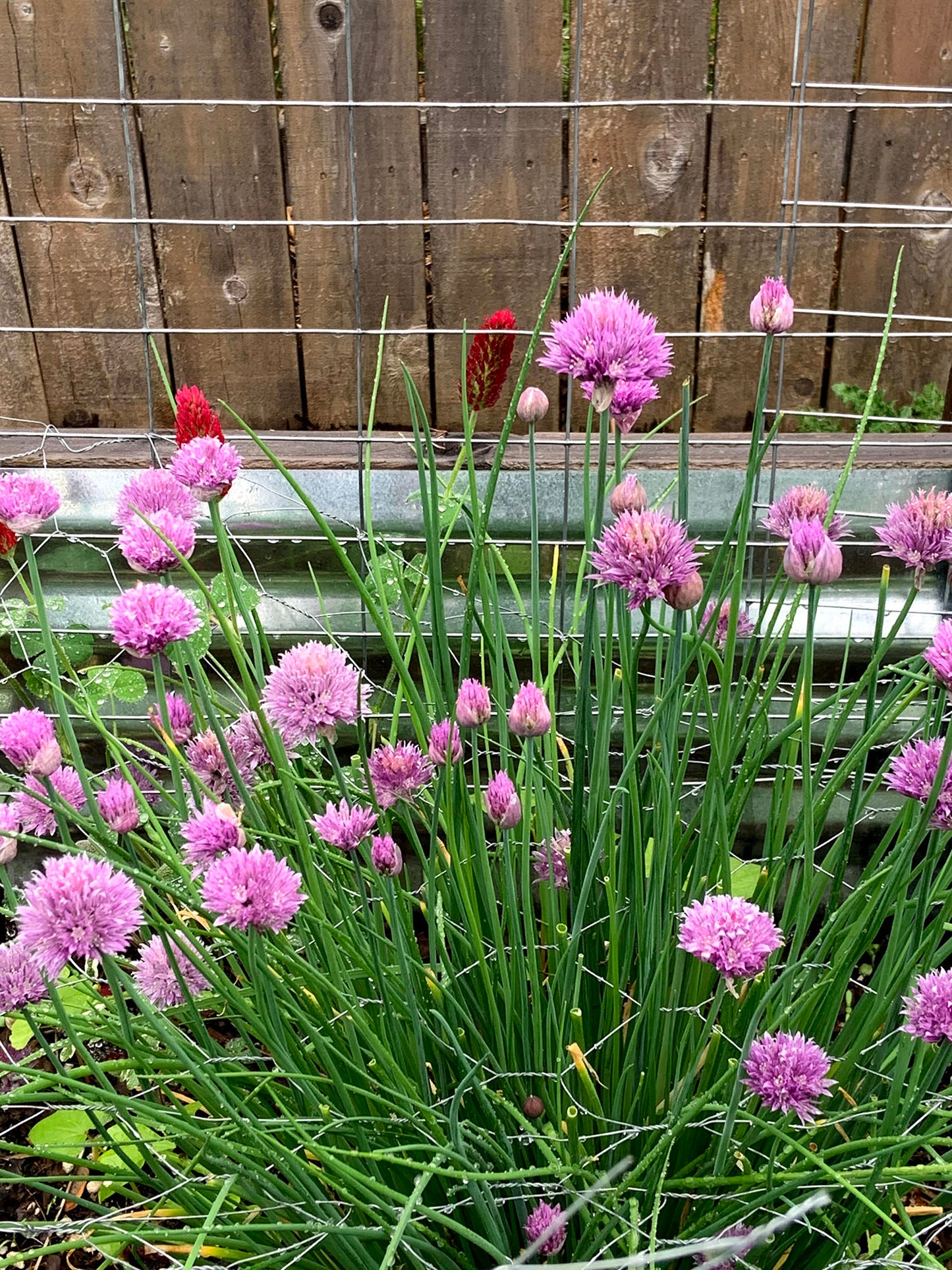 Kitchen Herb Mix 6pk