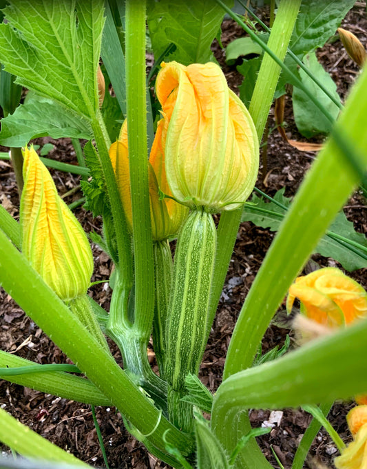 Zucchini, Costata Romanesco