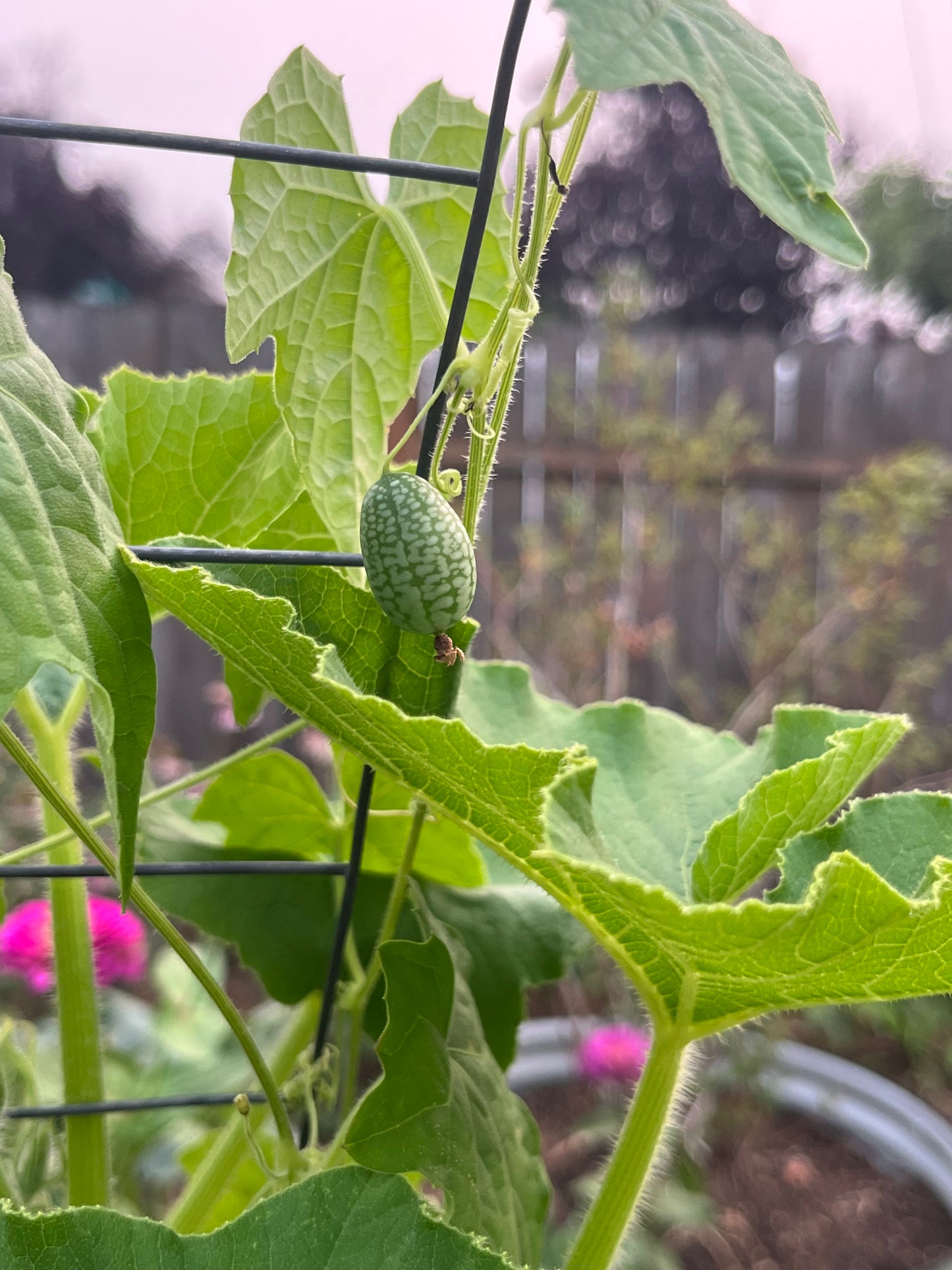 Cucamelon, Mexican Sour Gherkin