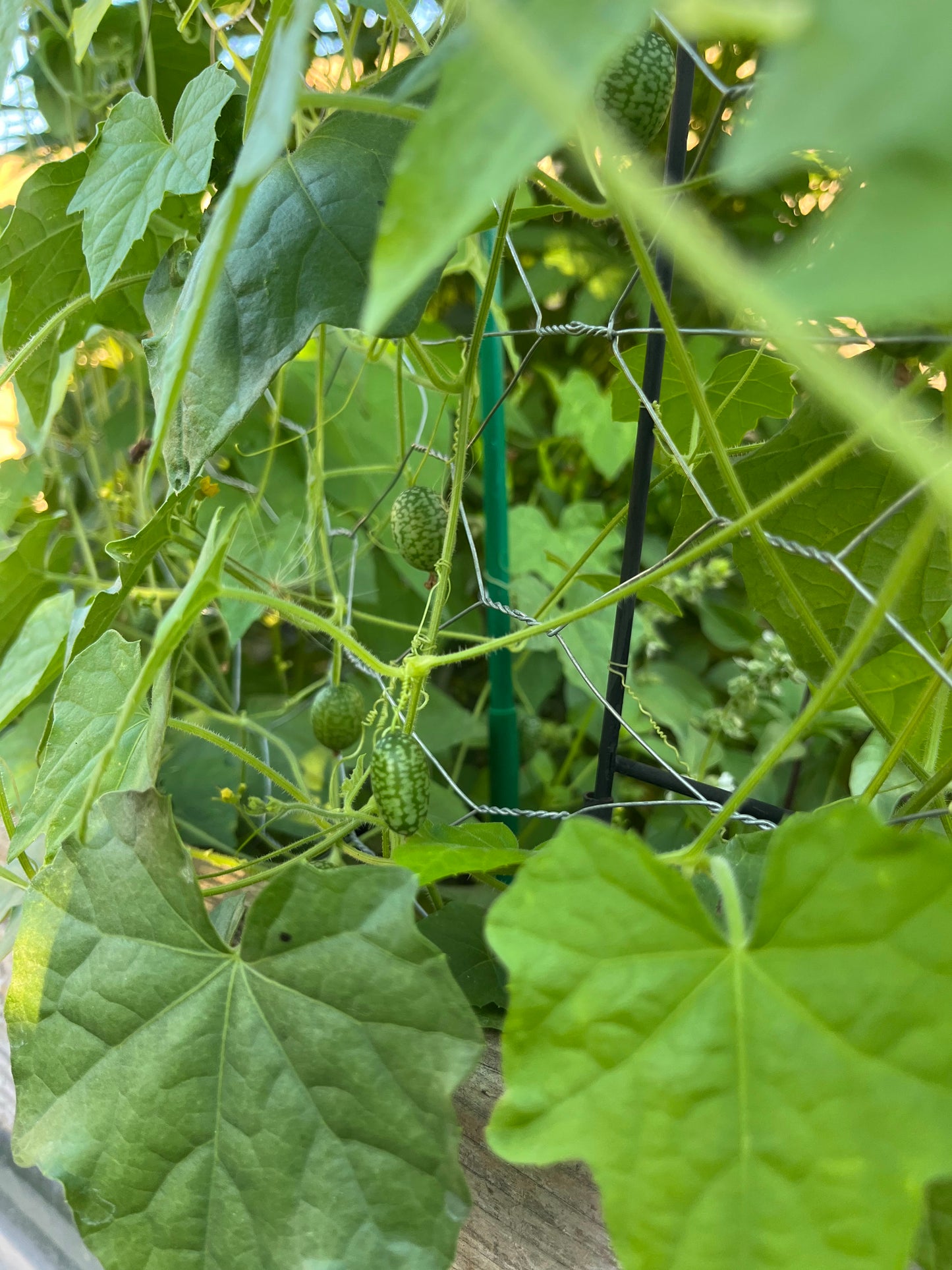 Cucamelon, Mexican Sour Gherkin