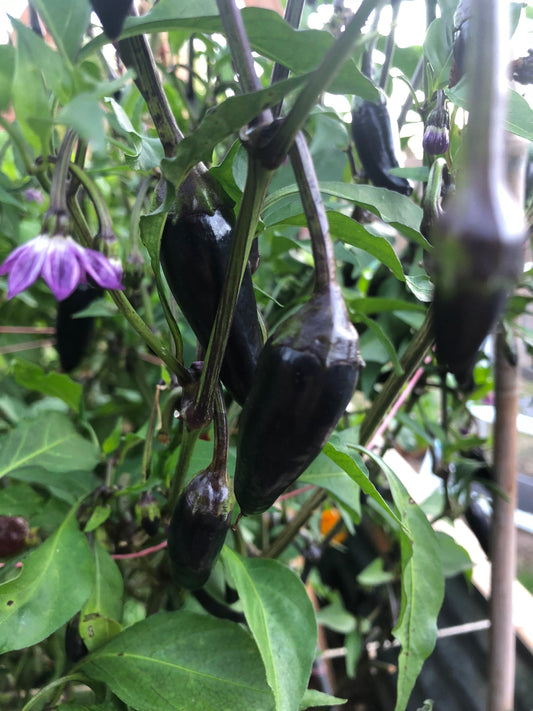 Black jalapeno peppers growing on a plant with green leaves and purple flowers.