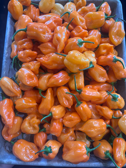 Pepper, Magnum Habanero