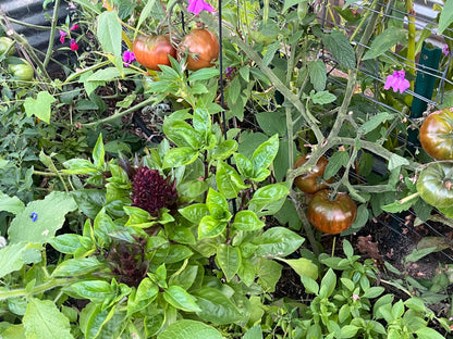 Tomato, Paul Robeson