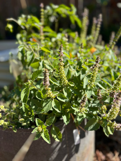 Basil, Tulsi / Holy Basil