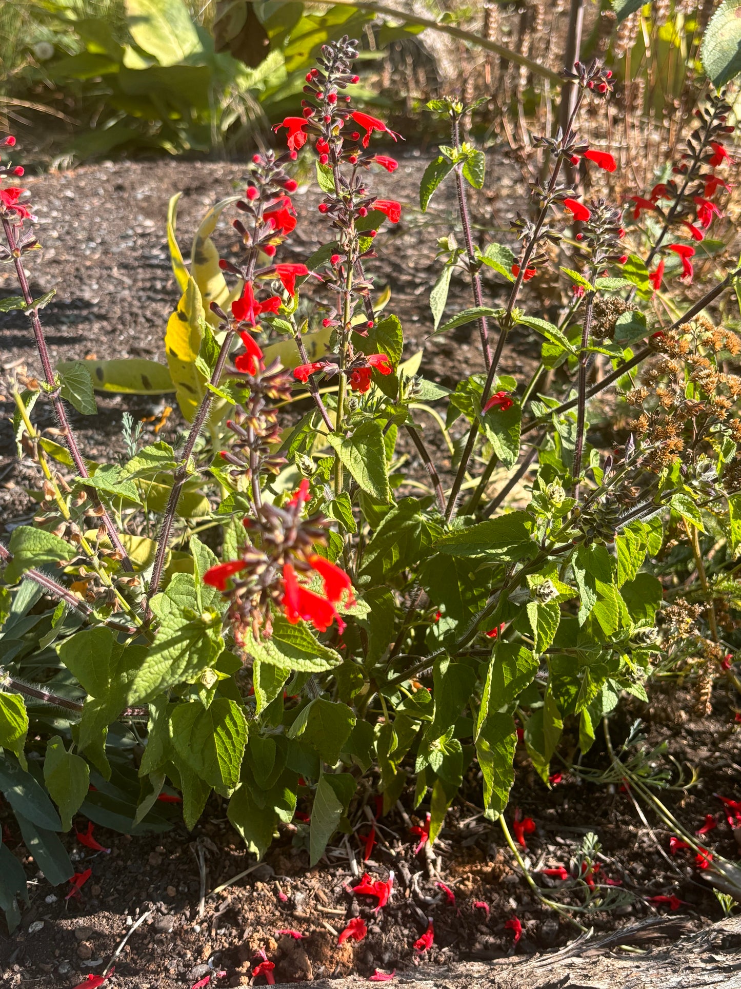 Salvia, Texas Hummingbird Sage