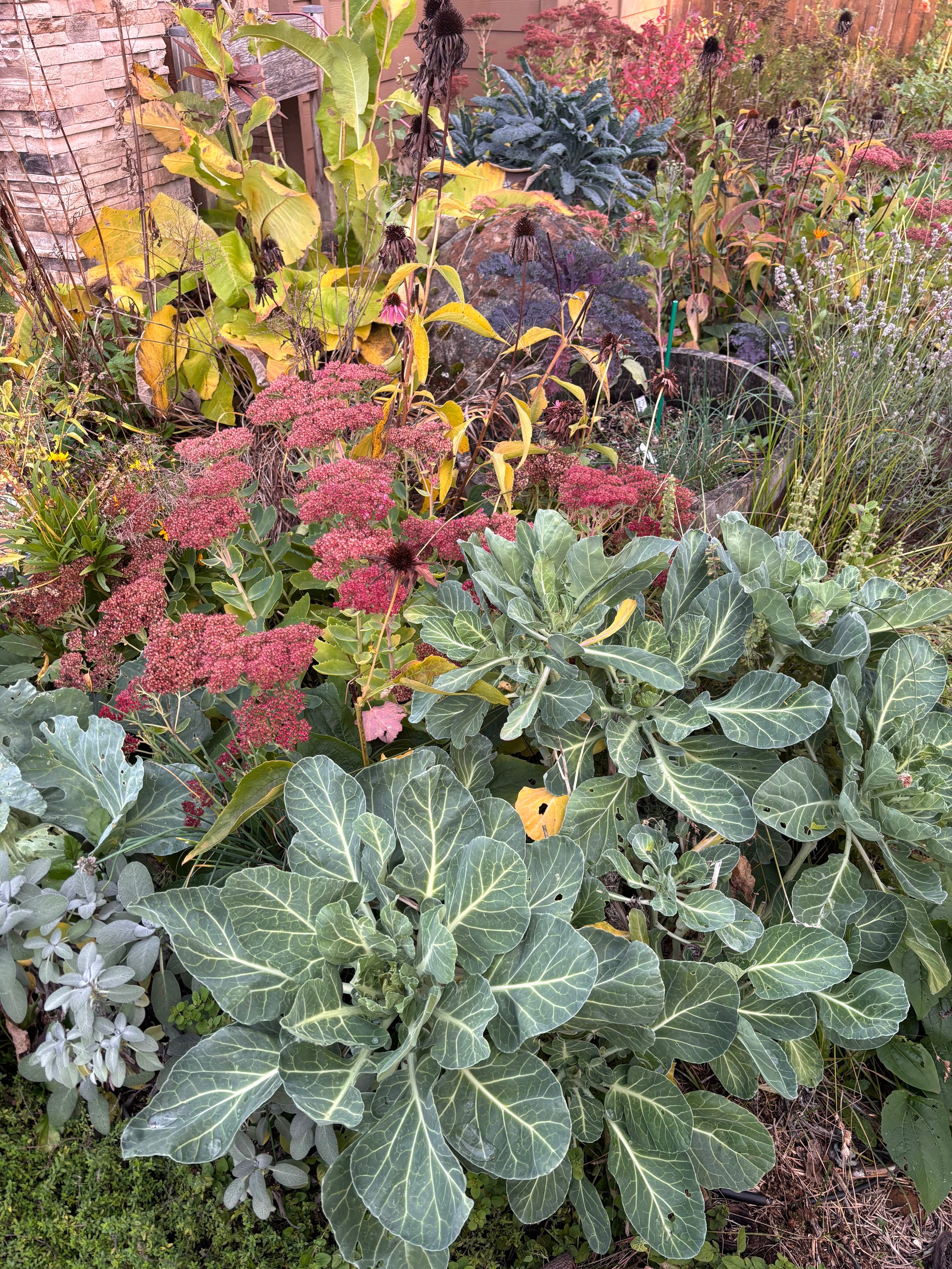 Garden scene with various plants including kale, cabbage, sage and flowering plants.
