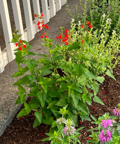 Salvia, Texas Hummingbird Sage