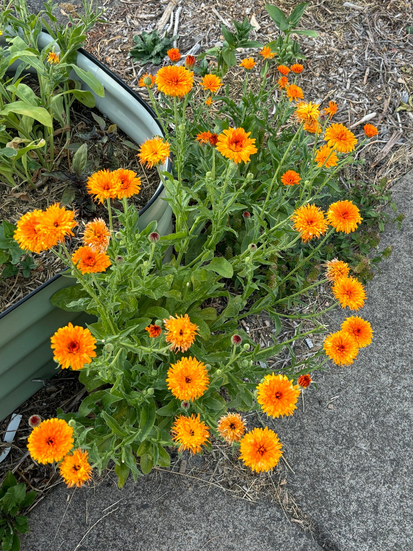 Calendula, 6pk