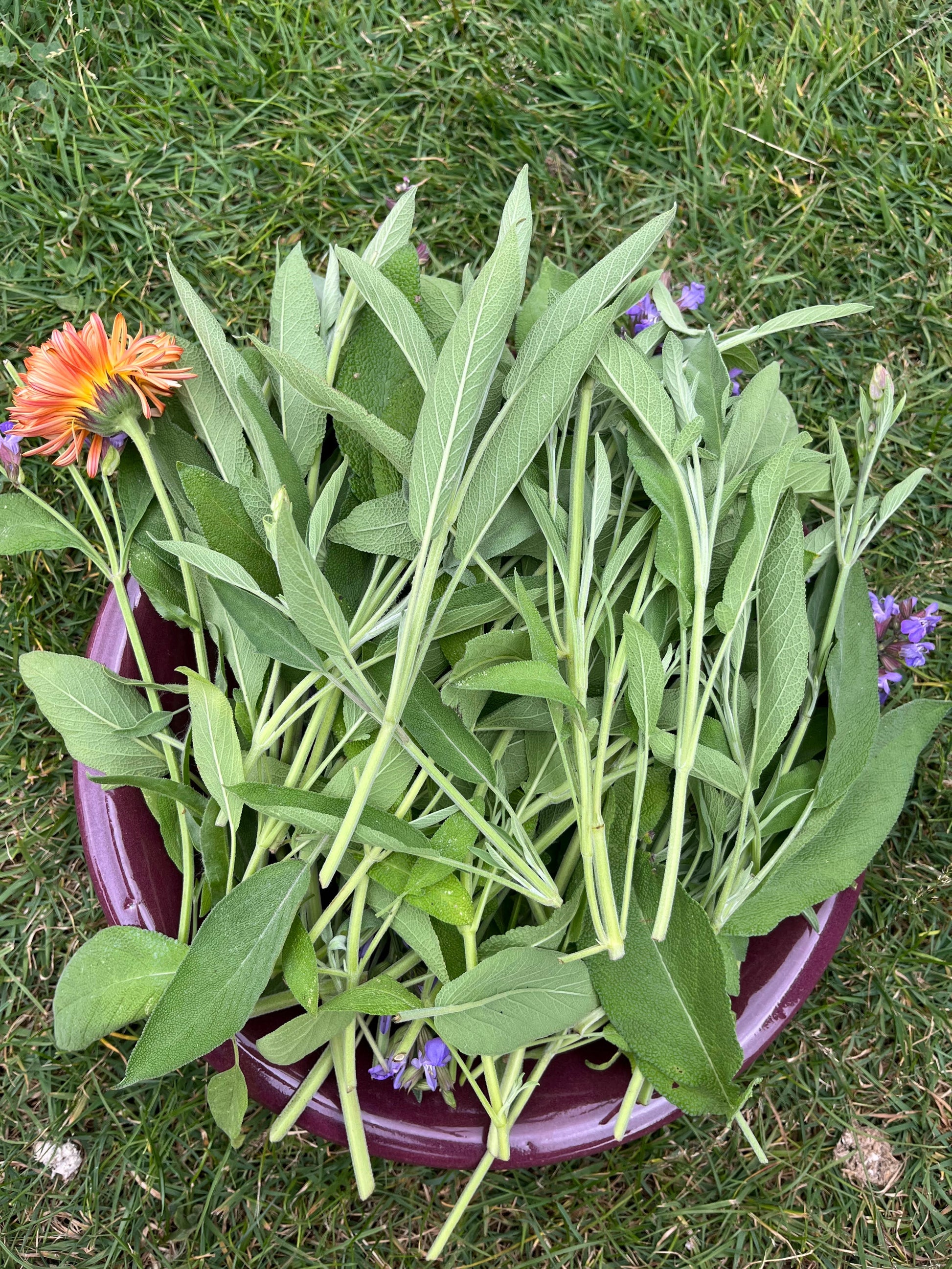 A close-up image of sage plants with silver-green foliage.