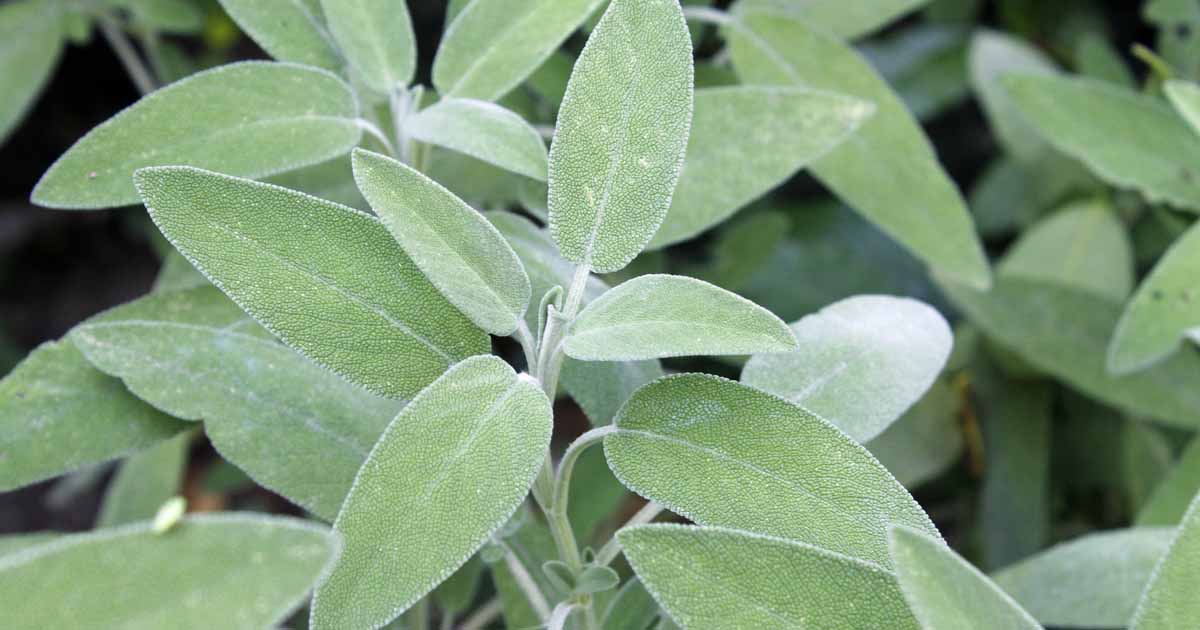 A close-up image of sage plants with silver-green foliage.