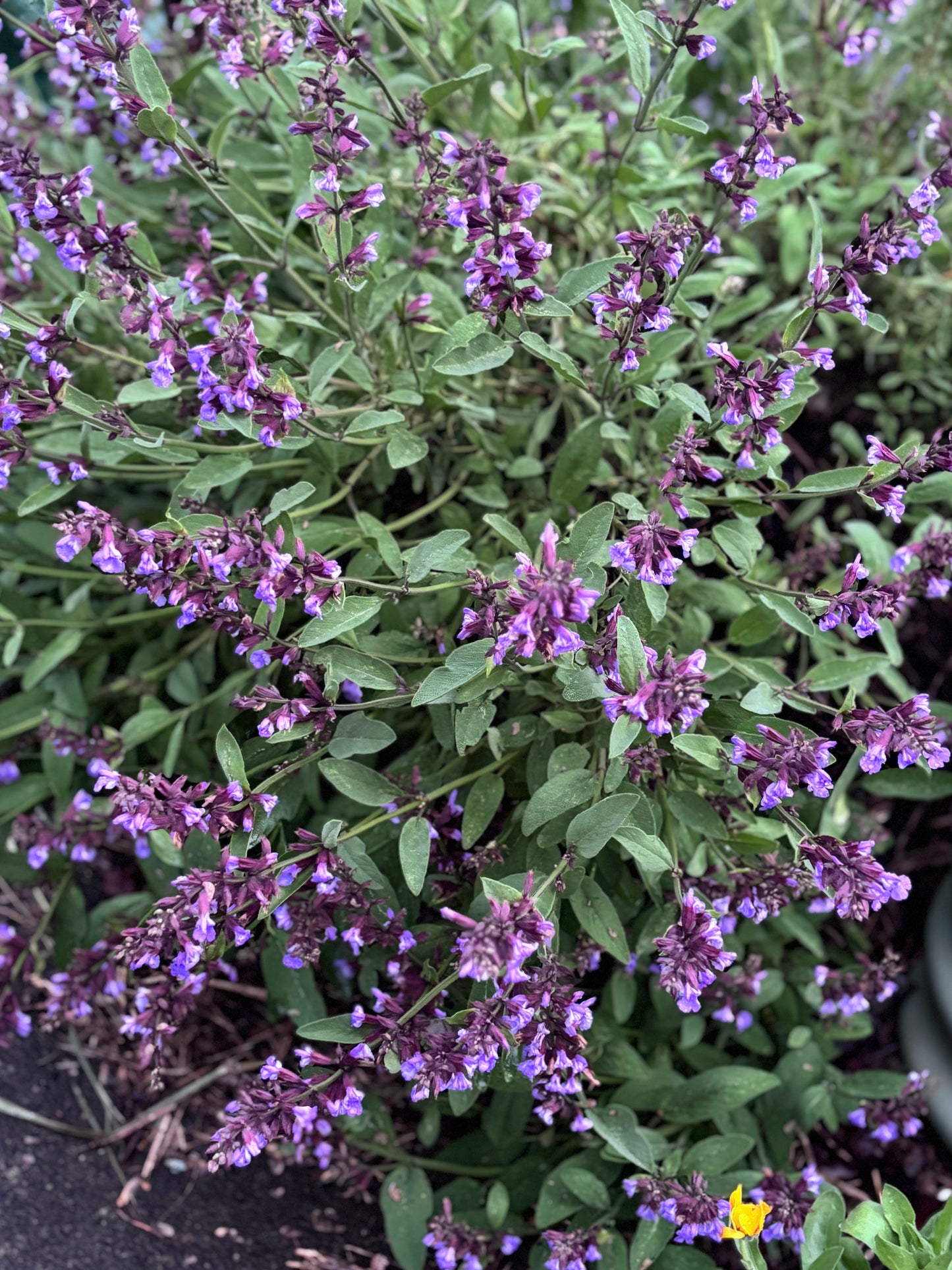 Close-up of a sage plant with purple flowers and green leaves