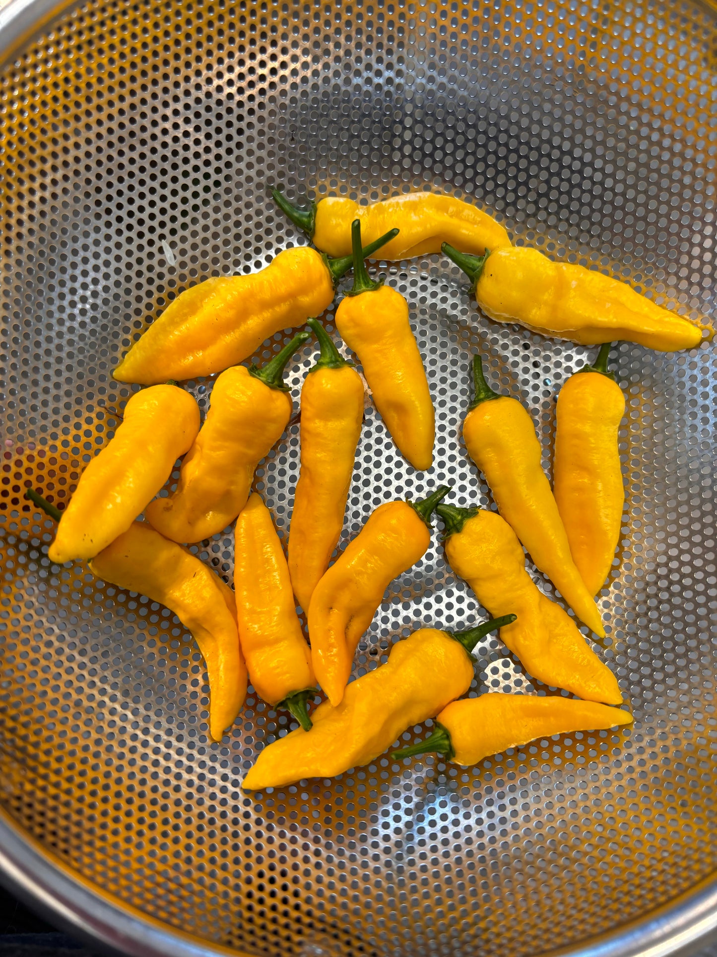 Hot Pepper, Yellow Ghost