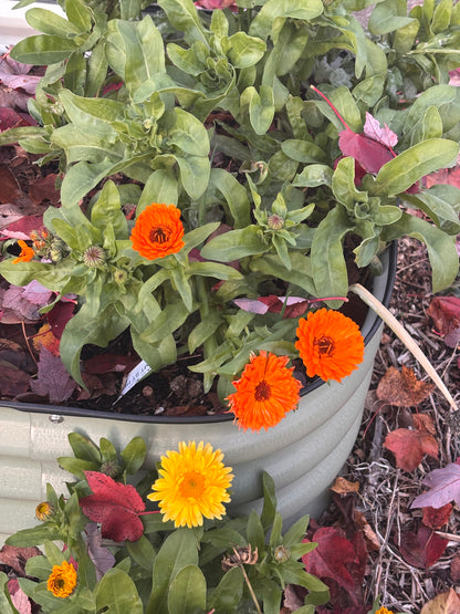 Calendula, 6pk