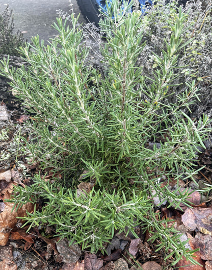 Rosemary