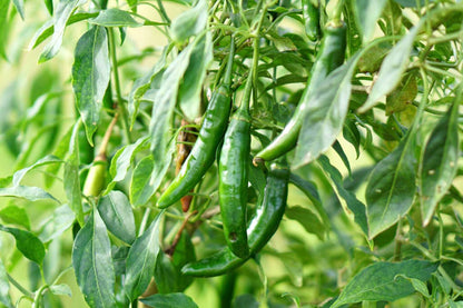 Pepper, Serrano Huasteca