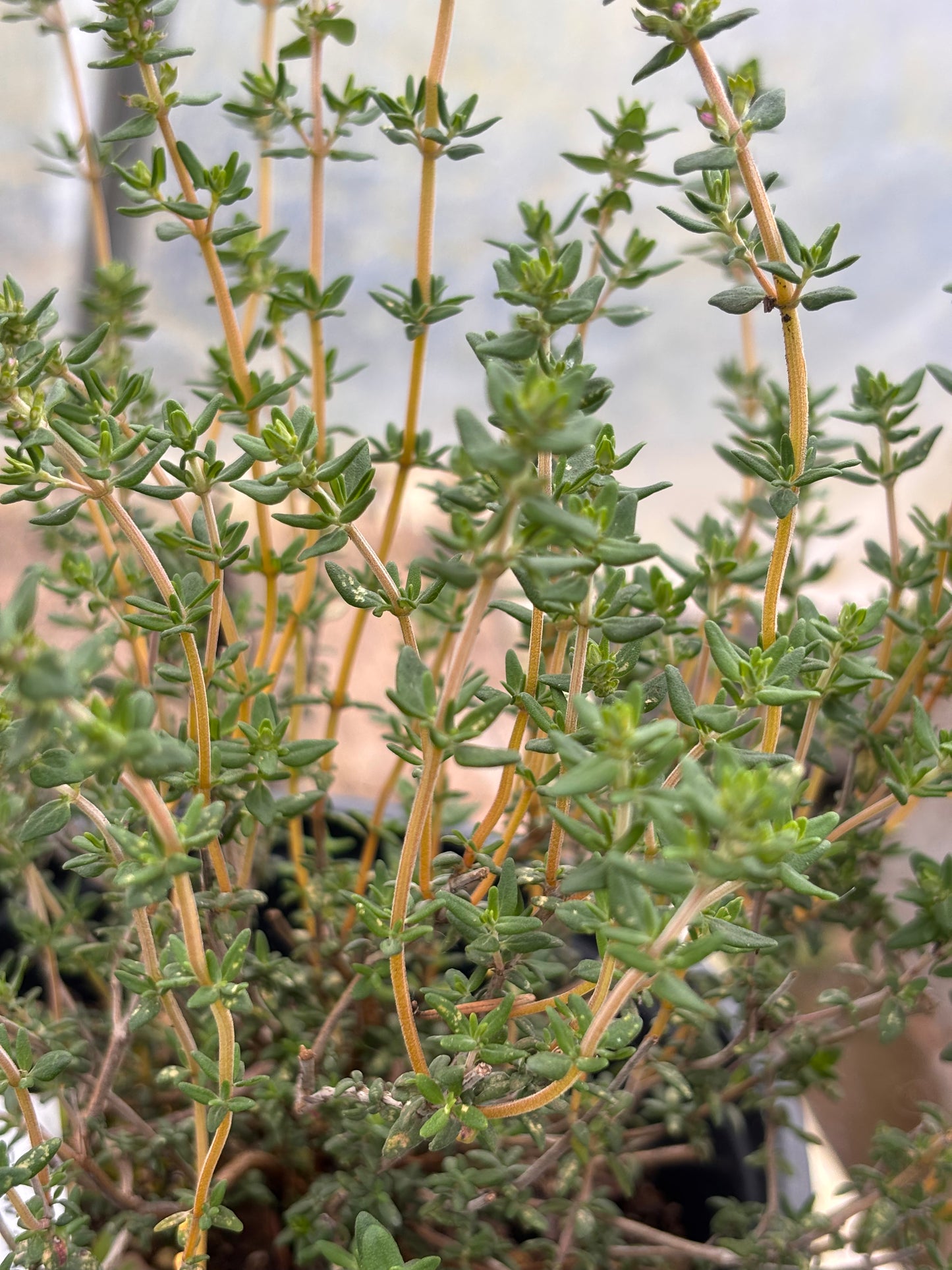 Thyme, Varico 2