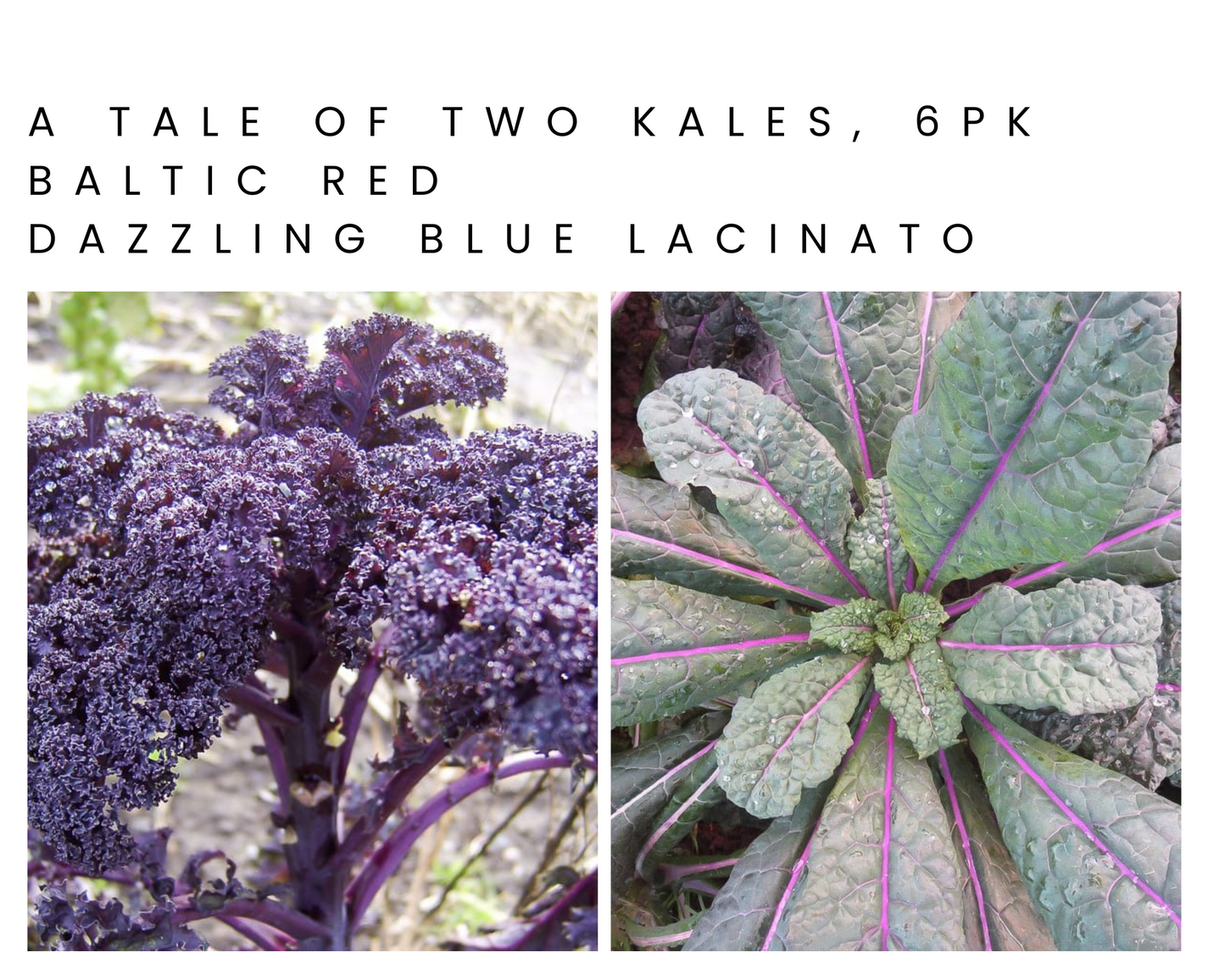 A Tale of Two Kales 6pk