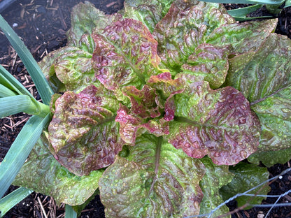 Lettuce, Drunken Woman Frizzy Headed 6pk