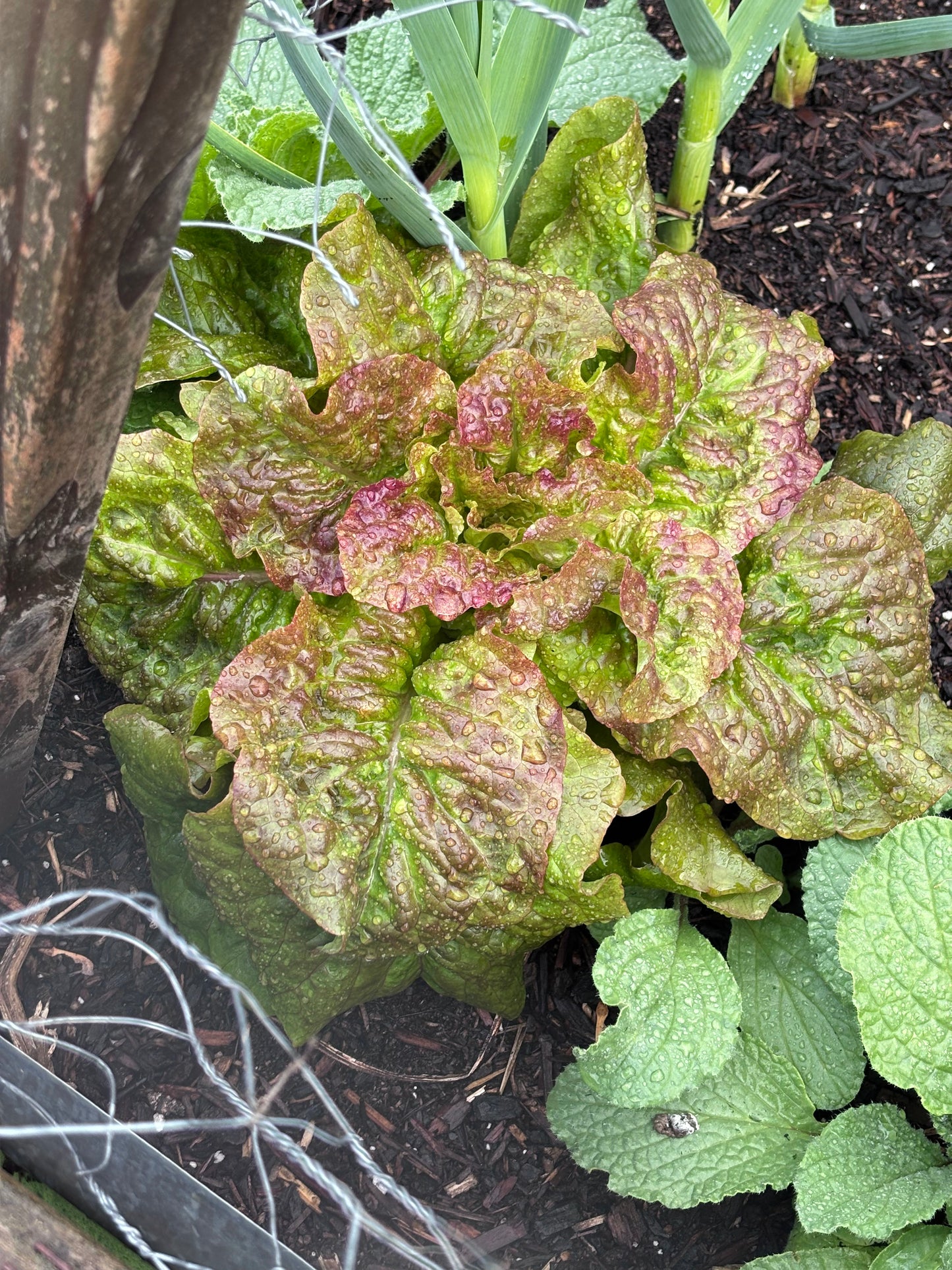Lettuce, Drunken Woman Frizzy Headed 6pk