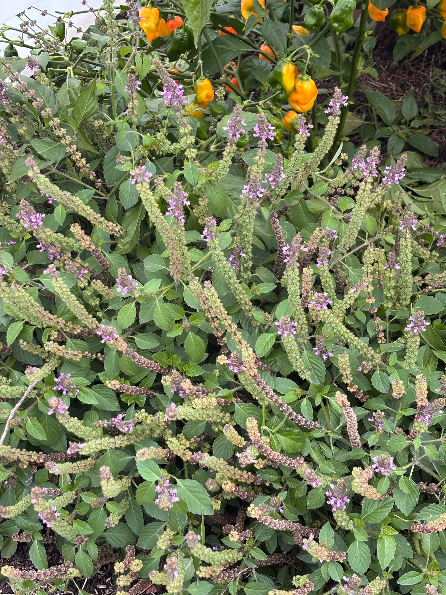 Basil, Tulsi / Holy Basil