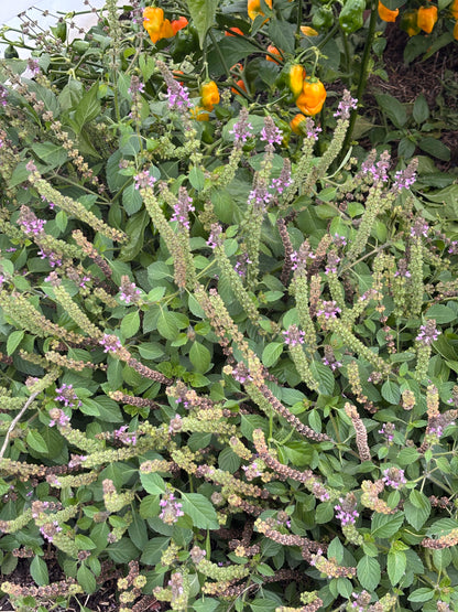Basil, Tulsi / Holy Basil