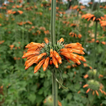 Lion’s Ear / Wild Dagga