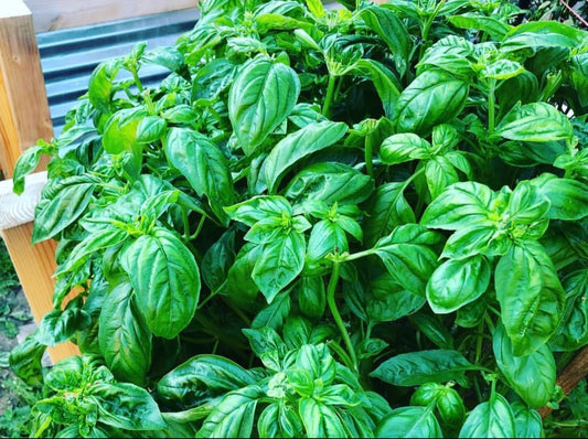 Basil, Italian Mountain Sweet