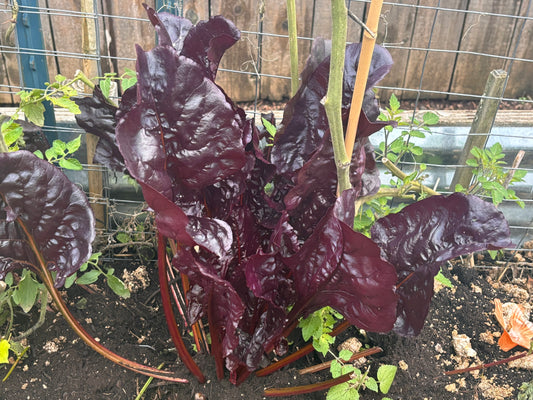 Chard, Joy's Midnight