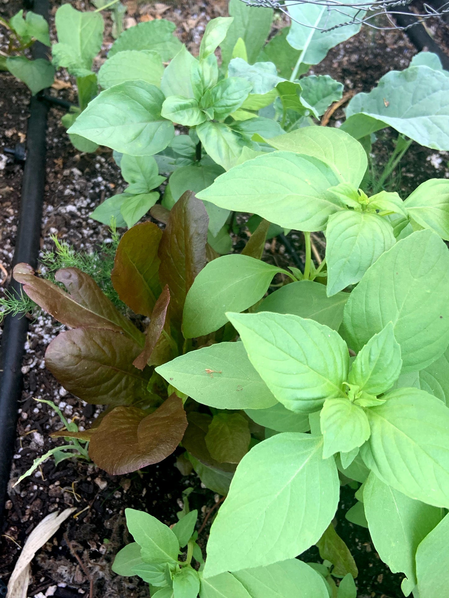 Basil, Lime