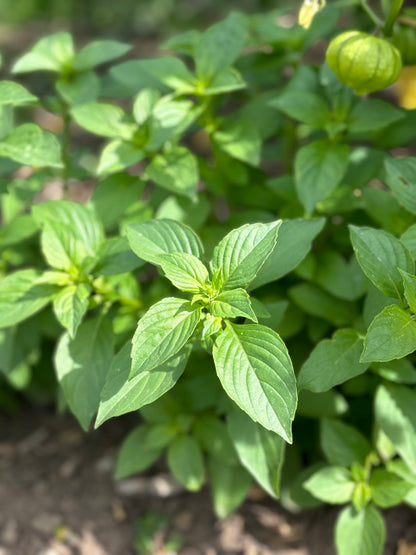 Basil, Lime