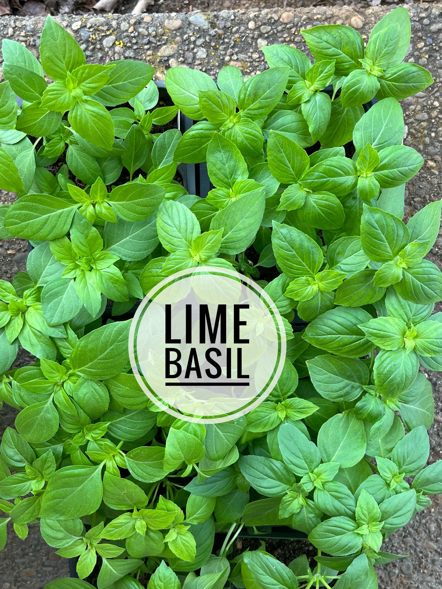 Basil, Lime