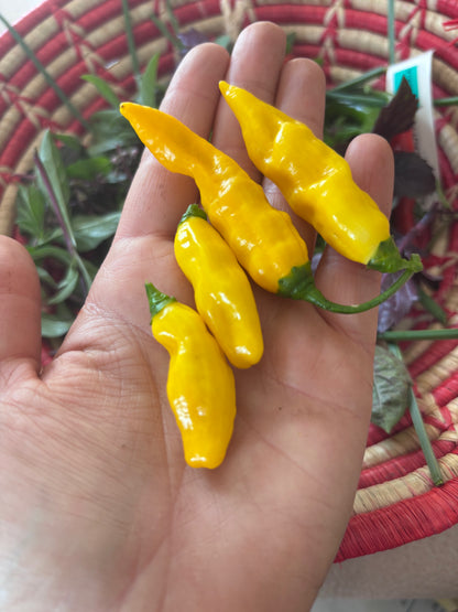 Three yellow chili peppers held in a hand with a woven basket background
