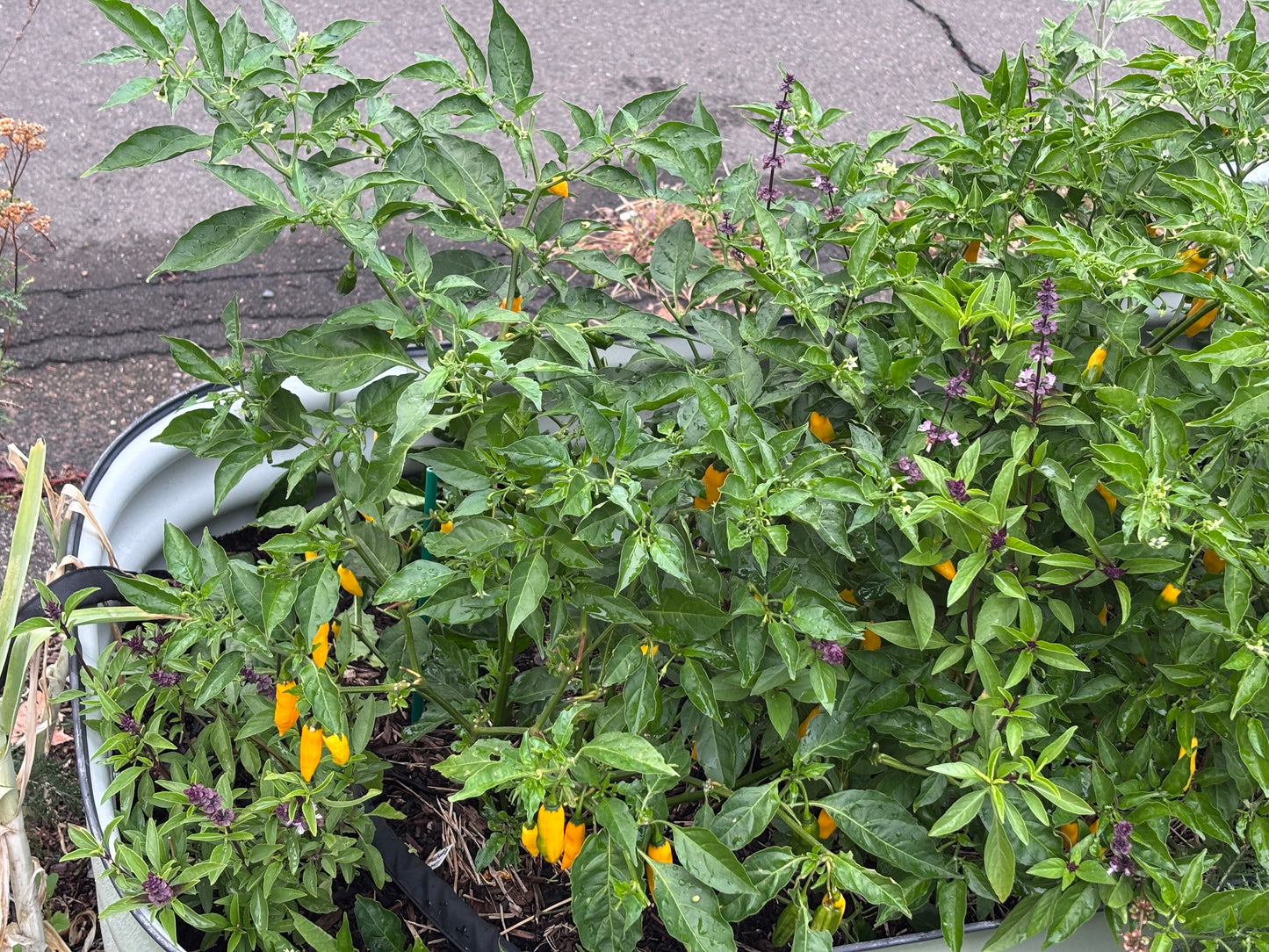 Potted plants with green leaves and yellow peppers on a concrete surface