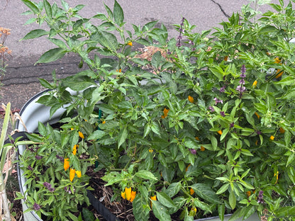 Potted plants with green leaves and yellow peppers on a concrete surface