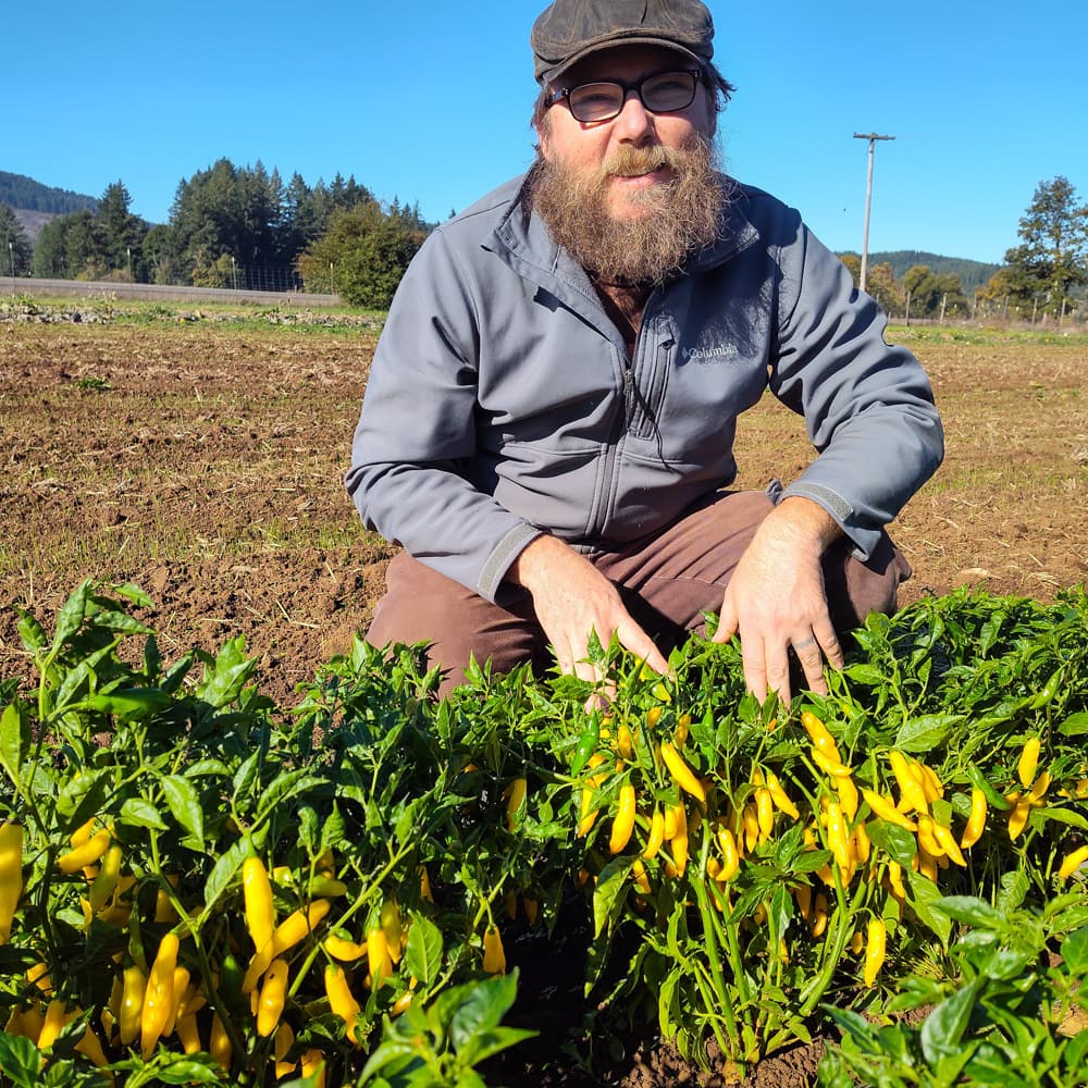 Man in a field with yellow limón lightning peppers, wearing a cap and glasses.