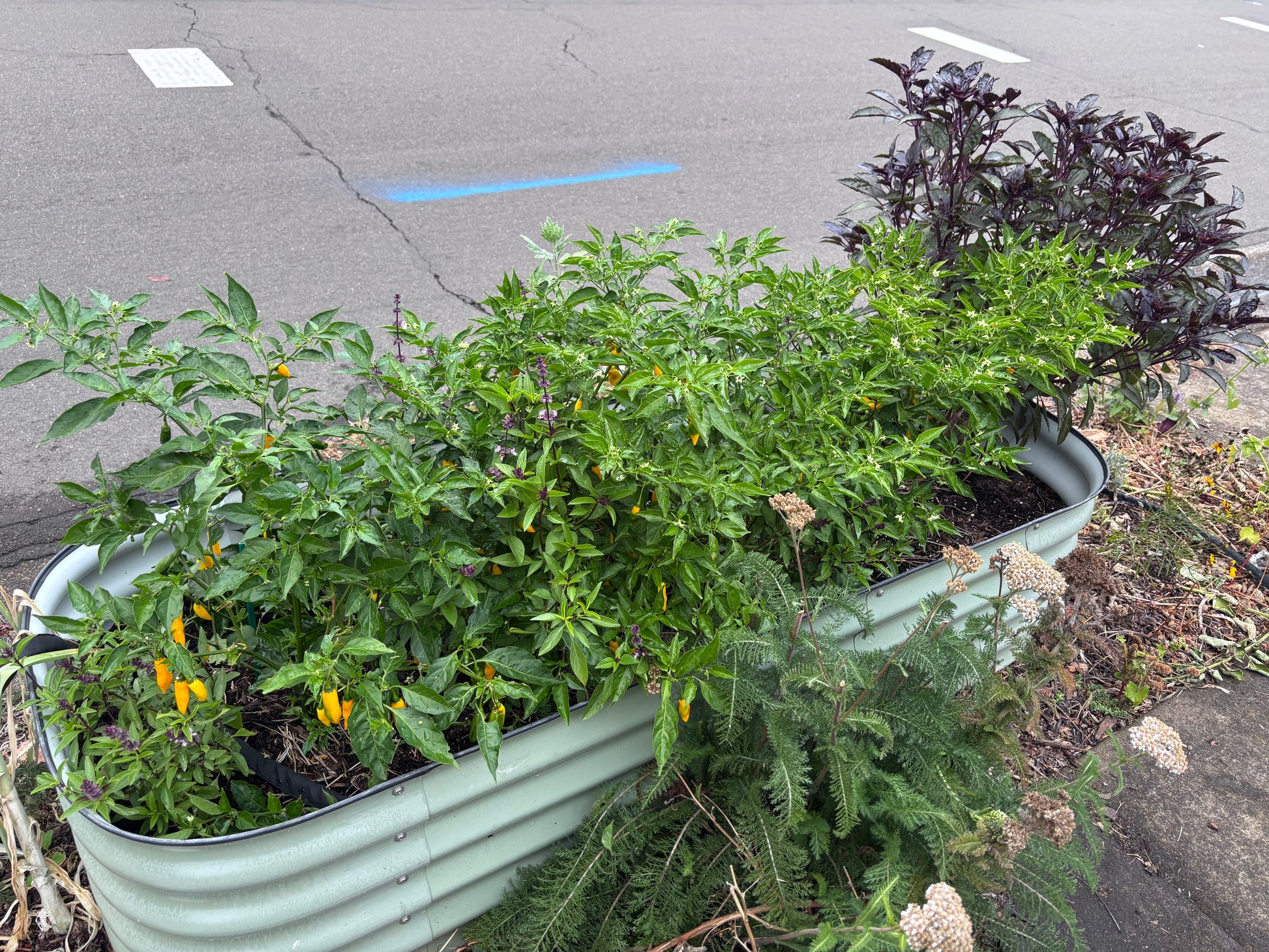 Potted peppers and basil in a light green metal raised bed on a street parking strip