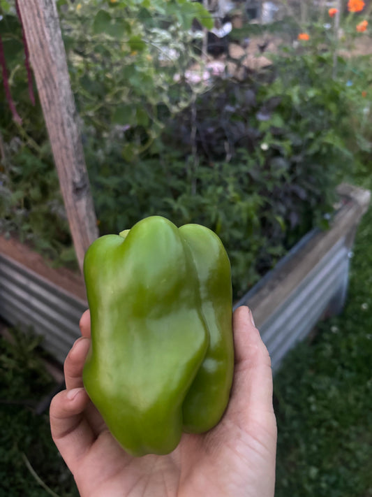 Hand holding a green Marta Polka bell pepper with a garden background