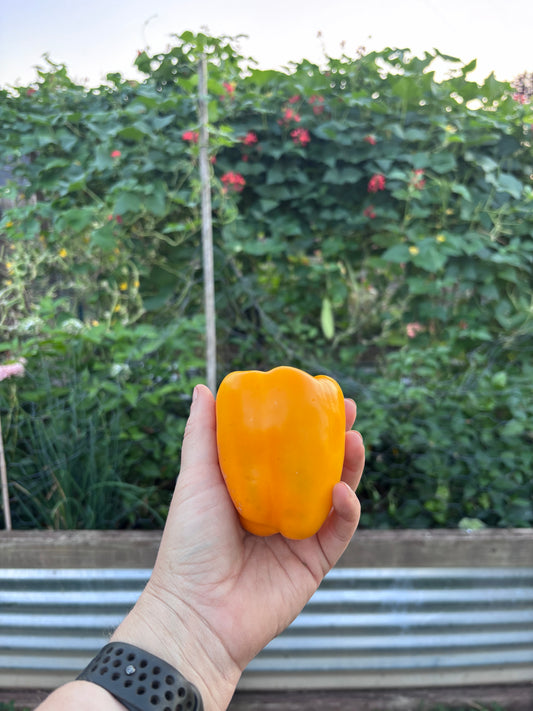 Hand holding a orange-yellow Marta Polka heirloom bell pepper with a garden background