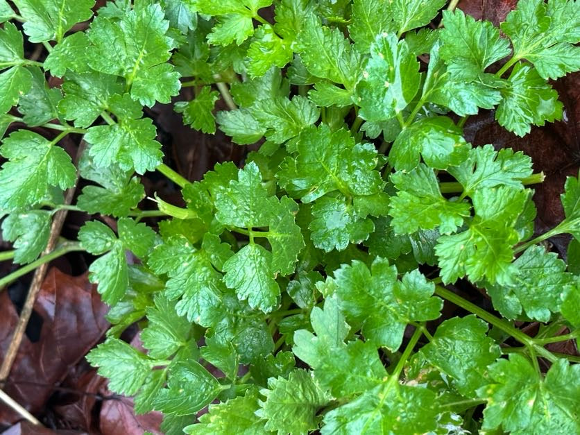 An image displaying green parsley leaves.