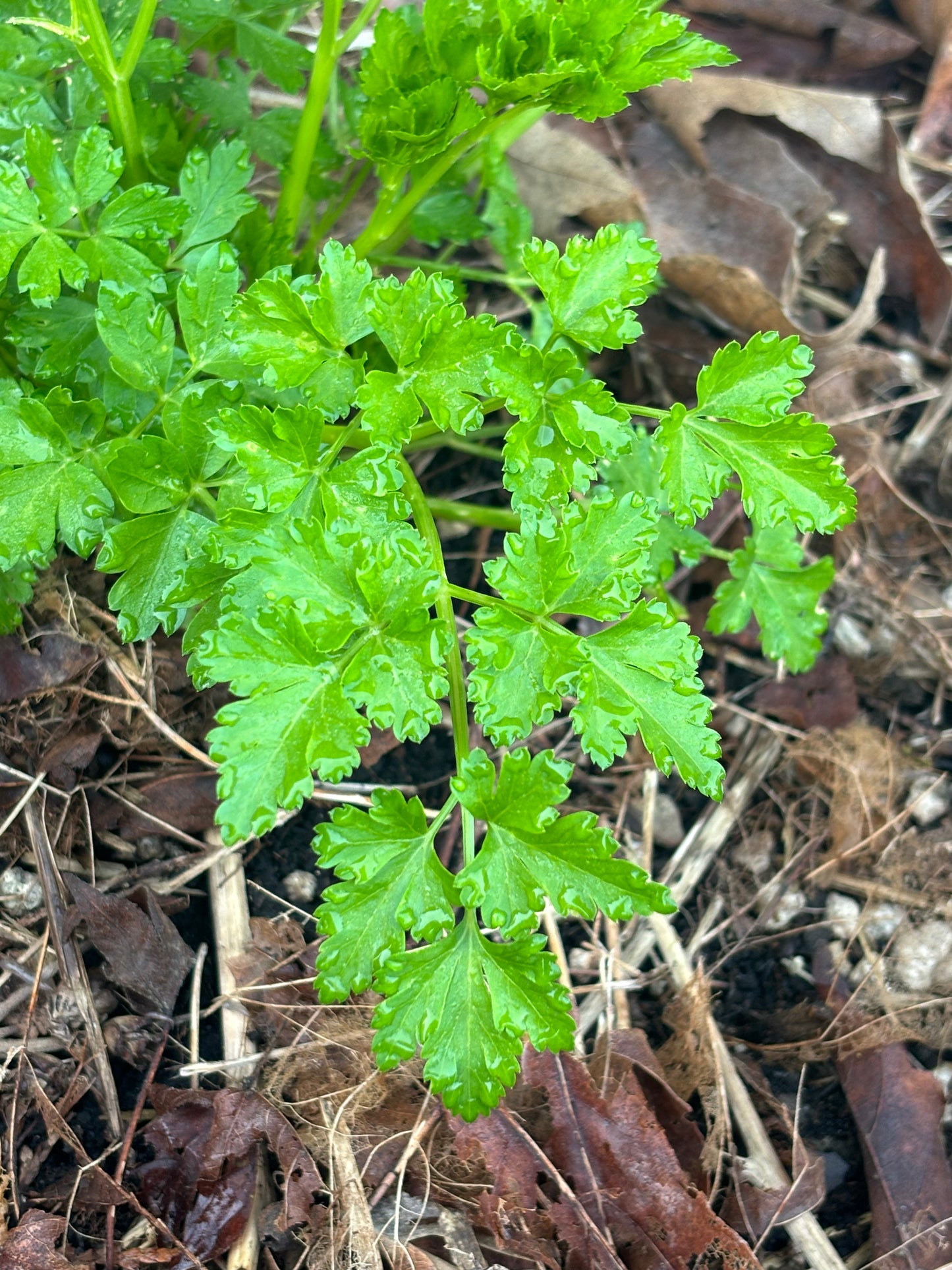 Parsley, Einfache Schnitt