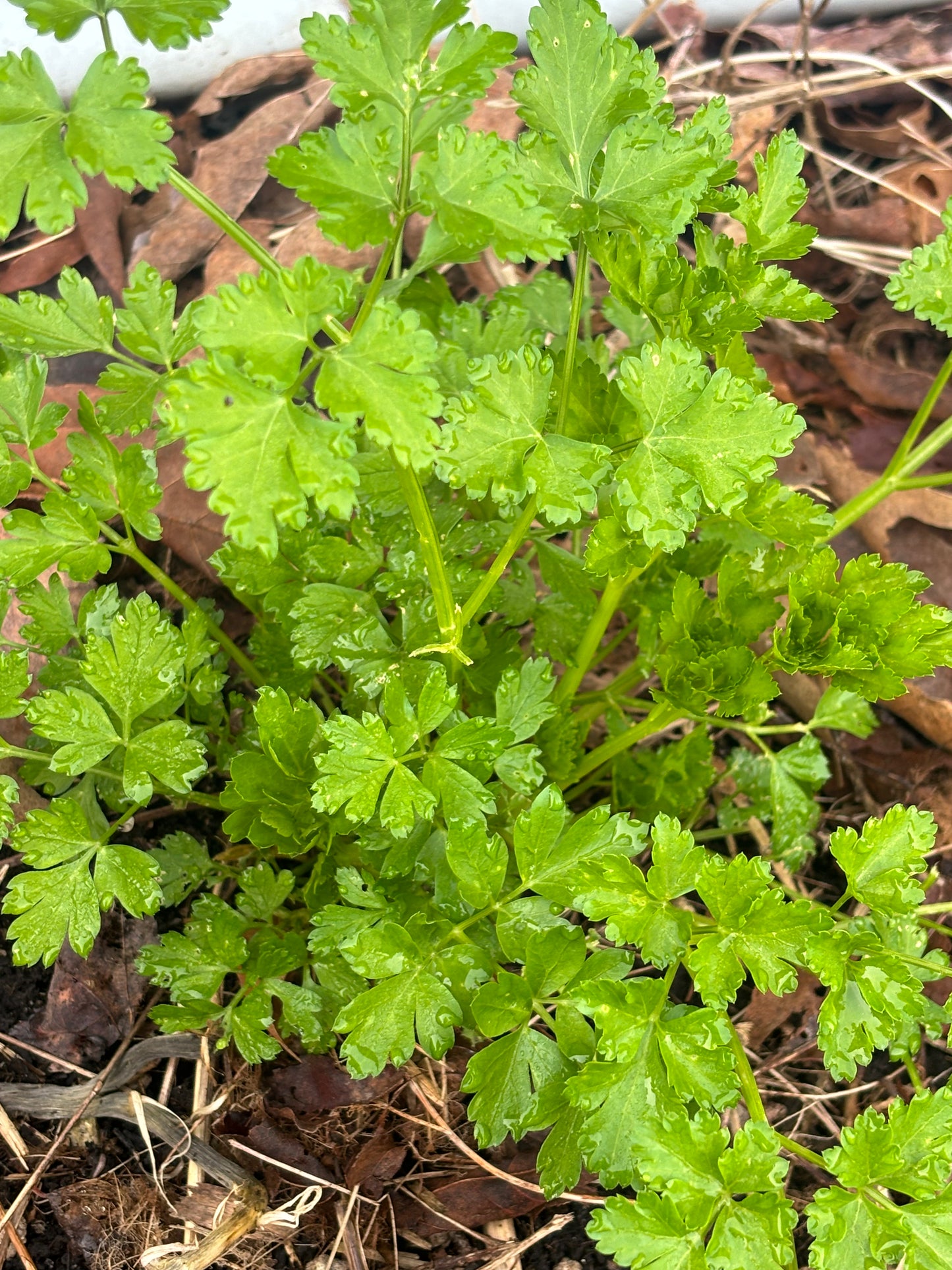 Parsley, Einfache Schnitt