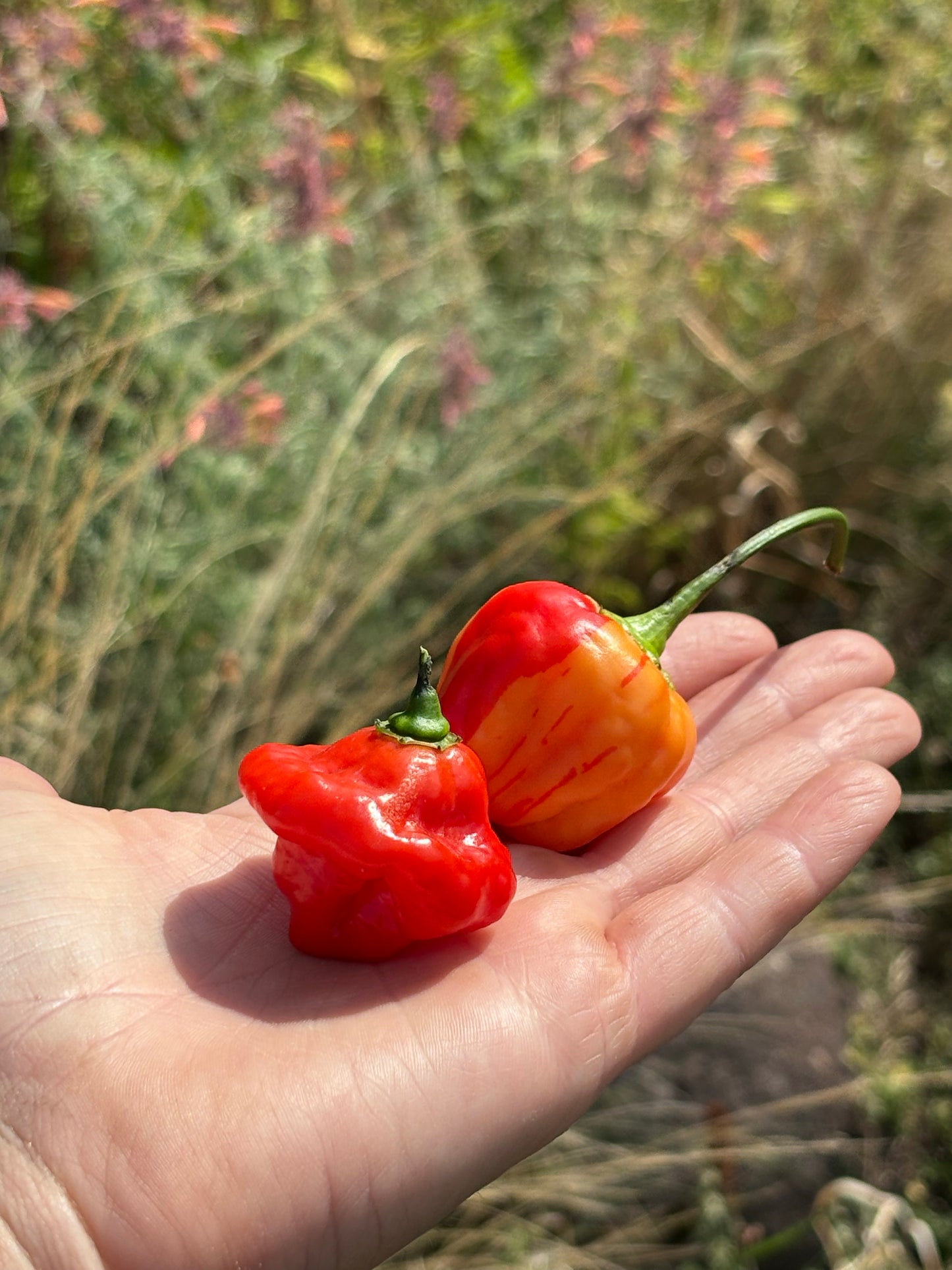 Two red peppers held in a hand with a blurred natural background