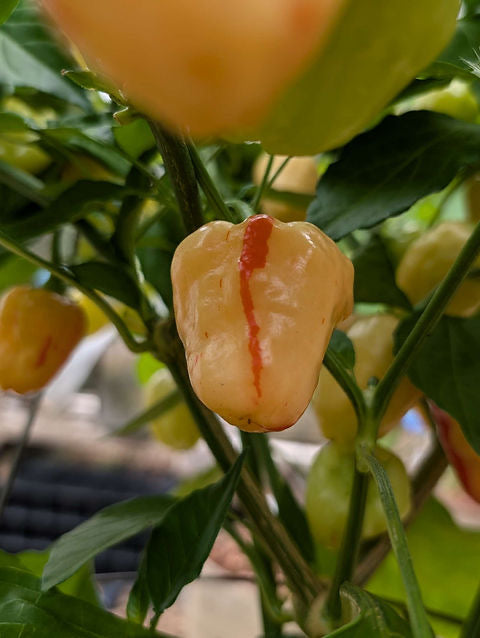 Yellow chili pepper with a red vein on a green plant