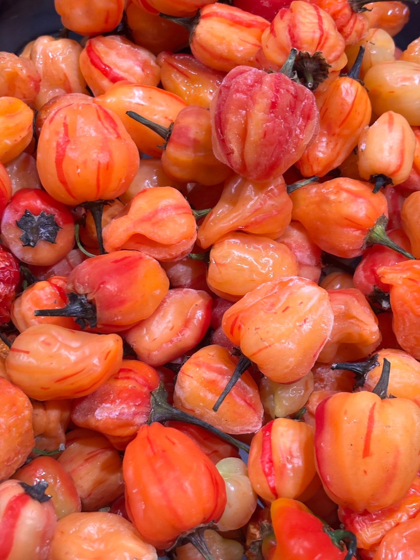Close-up of a pile of orange and red striped hot peppers
