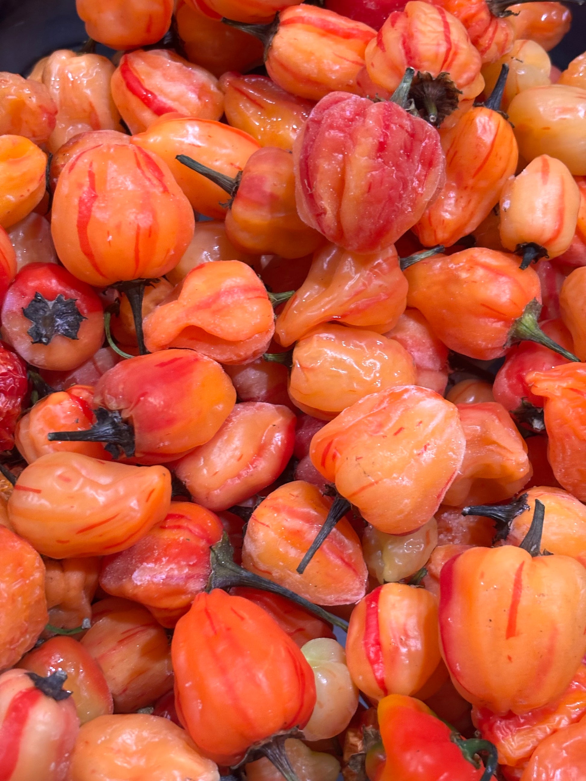 Close-up of a pile of orange and red striped hot peppers