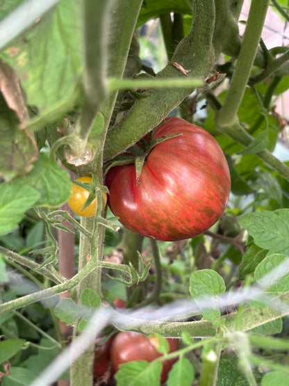 Variegated tomato growing on a plant with green leaves